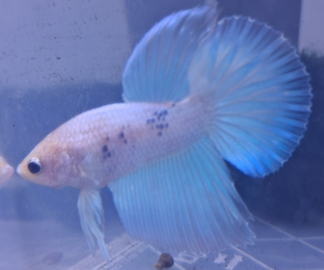 Photographie du post de Betta_dutch60 