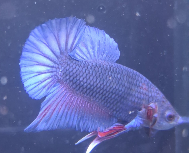 Photographie du post de Betta_dutch60 