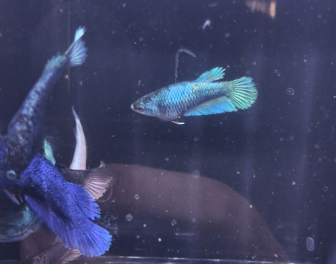 Photographie du post de Betta_dutch60 