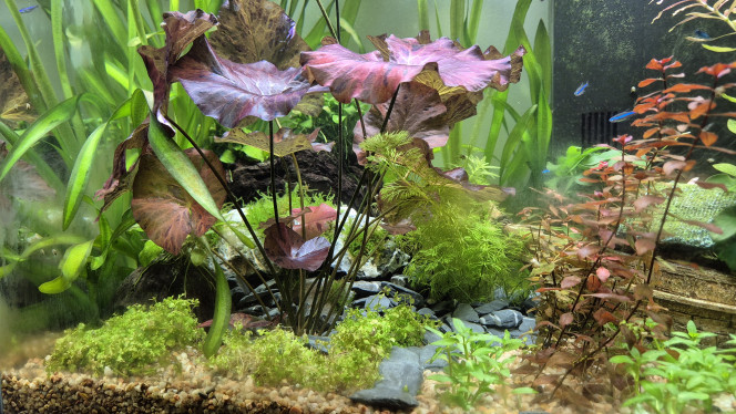 Photographie du post de Alex_Saignor 