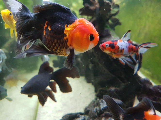 Photographie du post de NEGUS69 