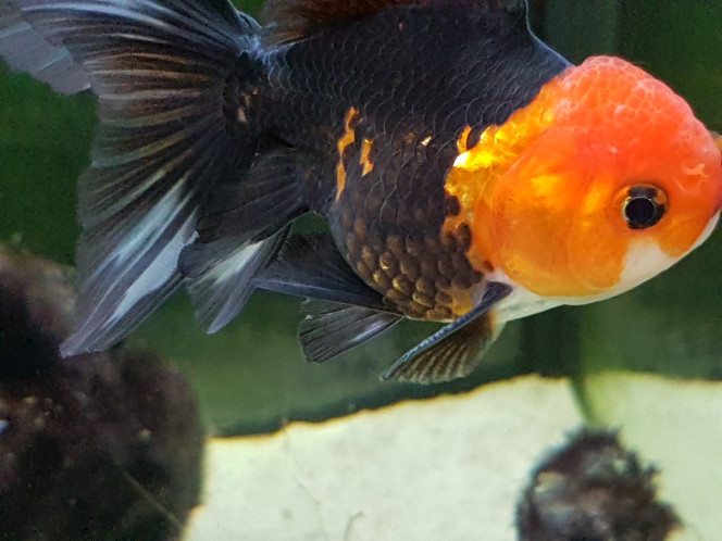 Photographie du post de NEGUS69 