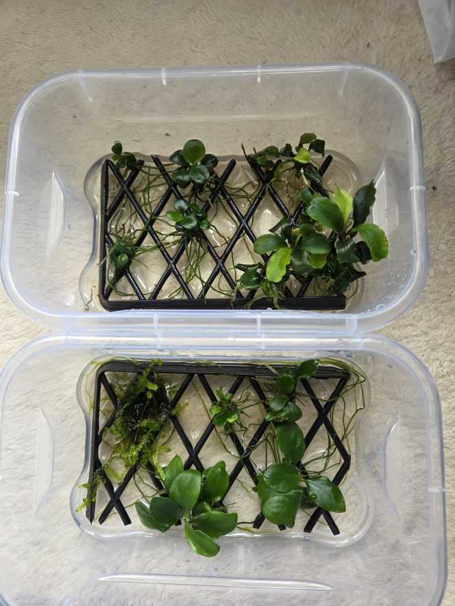 Photographie du post de Erzalt 