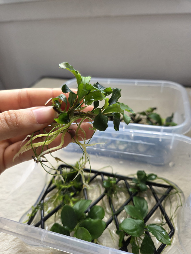 Photographie du post de Erzalt 