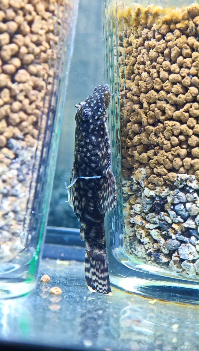 Photographie du post de Abdhul 