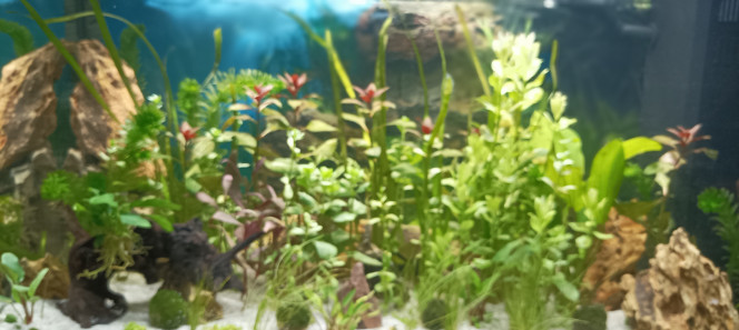 aquarium A dixième jours de mise en eau....