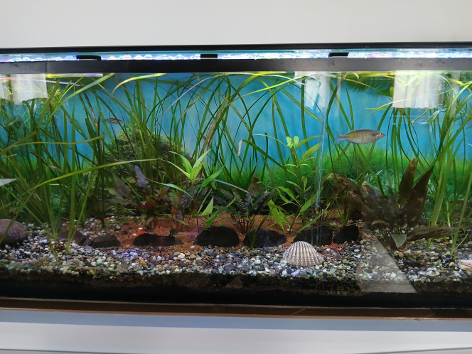  Mise à jour des poissons et plantes (19avril26)