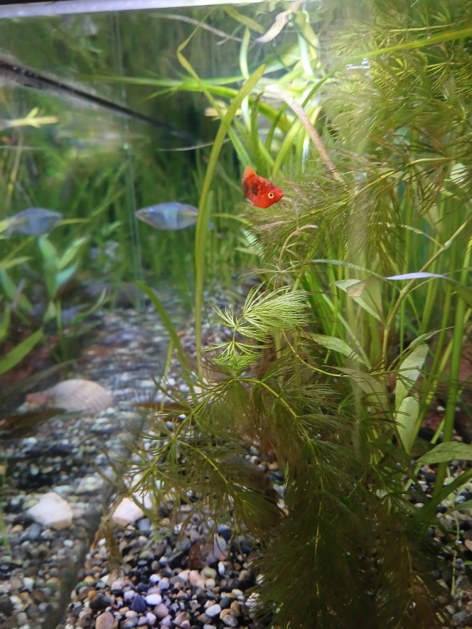  Mise à jour des poissons et plantes (19avril26)