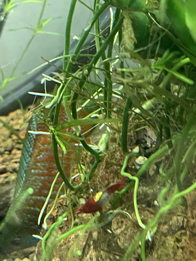 Photographie du post de Karaba333 