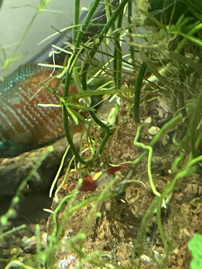 Photographie du post de Karaba333 