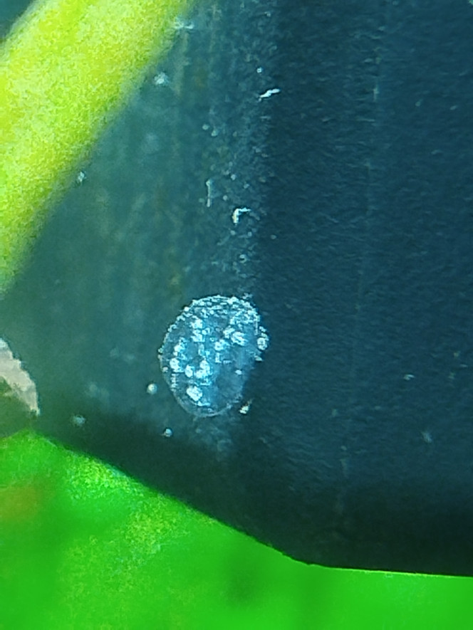 Photographie du post de Fla34070 