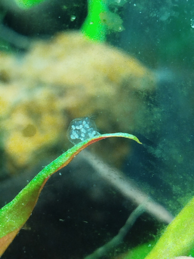 Photographie du post de Fla34070 