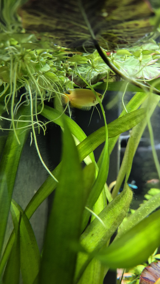  Introduction de deux Chunas. Un mâle et une femelle selon le vendeur. L’avenir m’en dira plus !