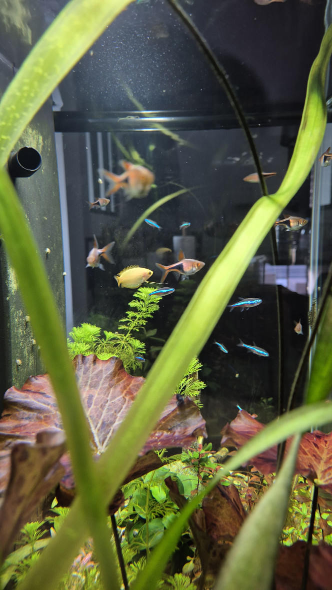  Introduction de deux Chunas. Un mâle et une femelle selon le vendeur. L’avenir m’en dira plus !