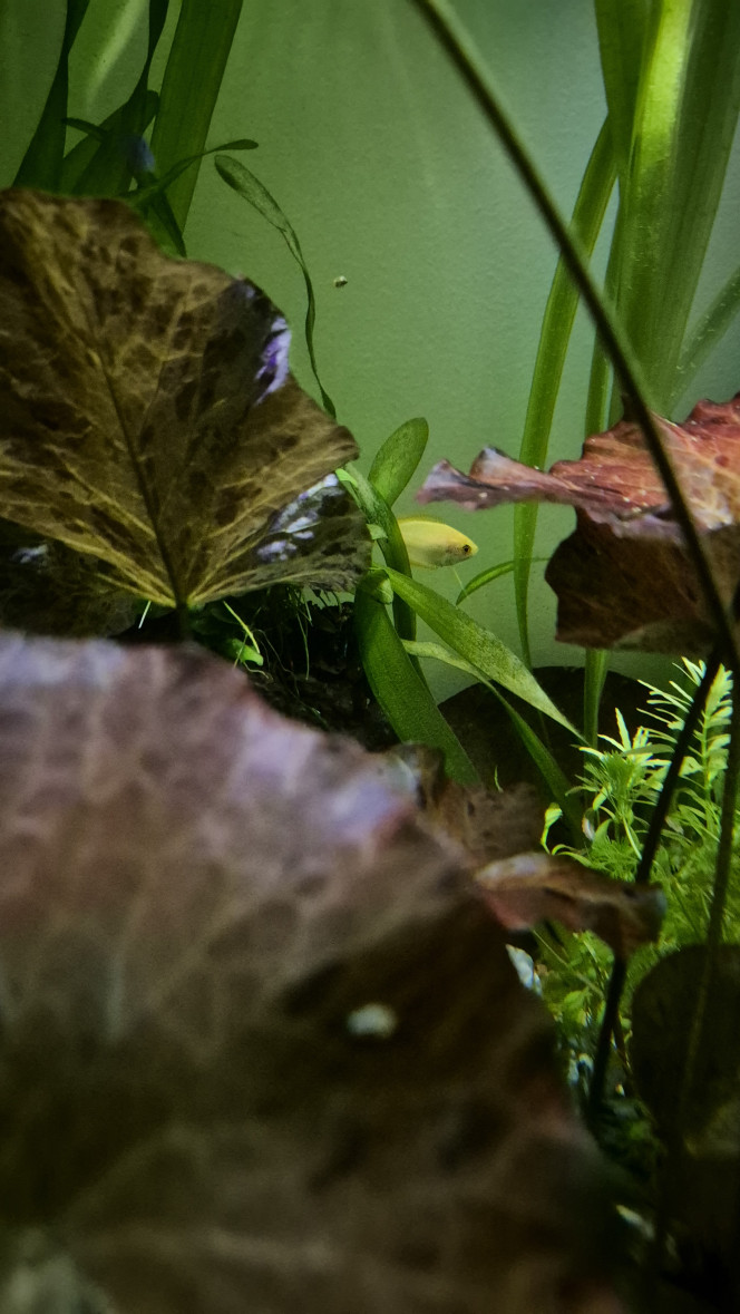  Introduction de deux Chunas. Un mâle et une femelle selon le vendeur. L’avenir m’en dira plus !