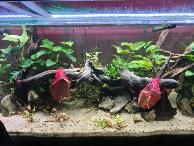 Racine Mise en place de la nouvelle racine dûment habillée d'Anubias Gracilis et de Christmas Moss. Le lestage n'est pas très esthétique mais moins risqué que des pierres en équilibre précaire...