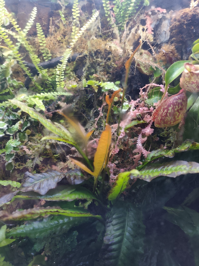 Microsorum Pteropus Changement d'apparence des 2 Microsorum Pteropus qui émettent des tiges avec des feuilles orange. Depuis plus de 2 ans qu'ils sont dans le palu, ça ne s'était jamais produit.