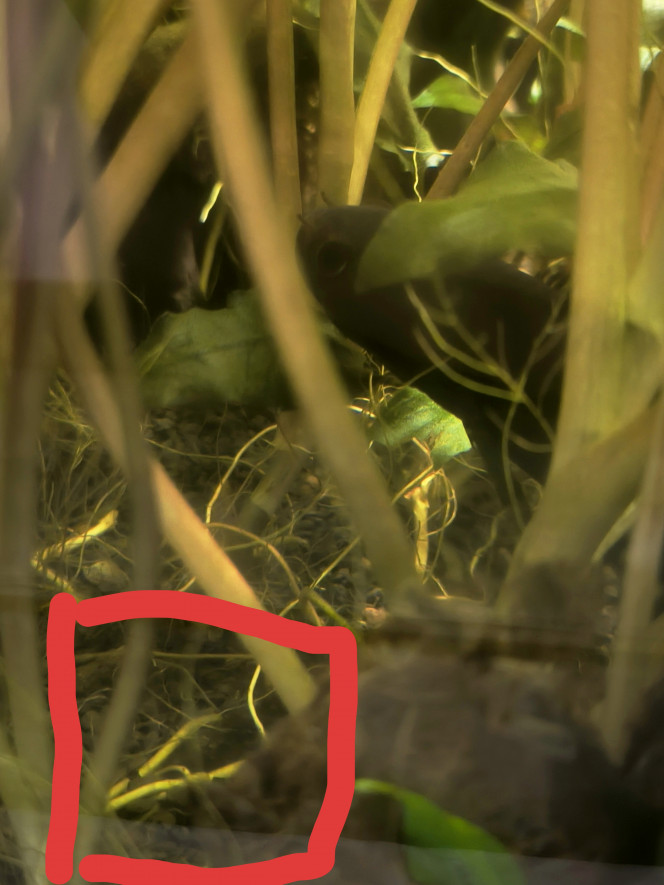 MAJ repro Nouvelles en demi teintes....
Pour commencer la bonne nouvelle un 2e couple c'est formé et c'est accouplé, les alevins commence a peine la nage libre sous la surveillance constante d'un parent (probablement le père).

Maintenant la mauvaise nouvelle.... 
Mon 1er couple a s'être reproduit a foiré le début de la nage libre et a sûrement mangé les petits....

J'espère vraiment que le 2eme couple va pas tout foiré.... 

Wait and see on croise les doigts