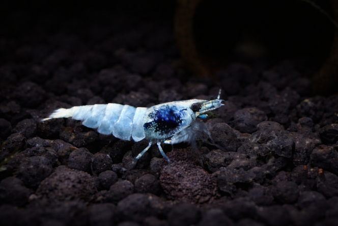 Photographie du post de AquaShrimp95 