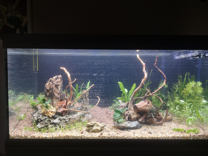 Jour 1 C'est parti, plantation, mise en eau et démarrage des appareils....