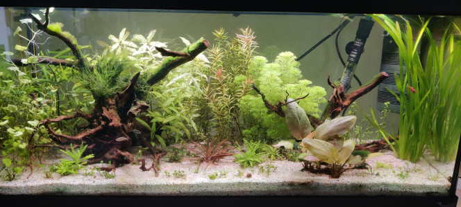 Évolution post cyano Évolution du bac après grosse invasion par des cyanobactéries. Traitement au blue exit + ajout quotidien de 4mL de Tropica vert pour augmenter nitrates et phosphates qui étaient à 0 en début de cyano.
Depuis la fin du traitement, 2 changements d'eau avec ajout de bactéries Probact de chez Equo.
Je croise les doigts pour continuer sur cette bonne voie ?