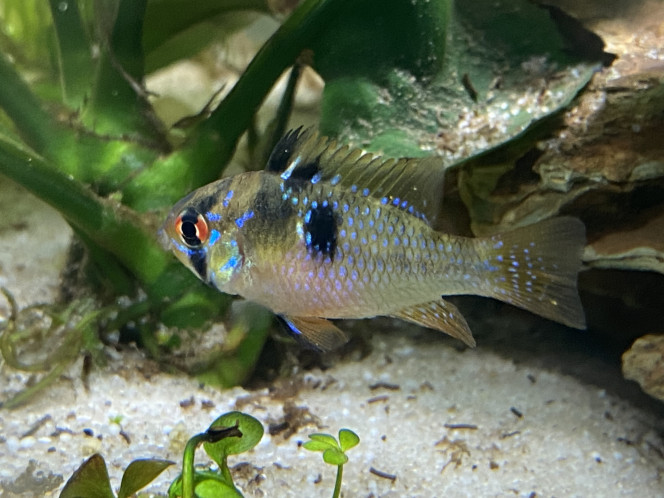 Photographie du post de Ghyos 