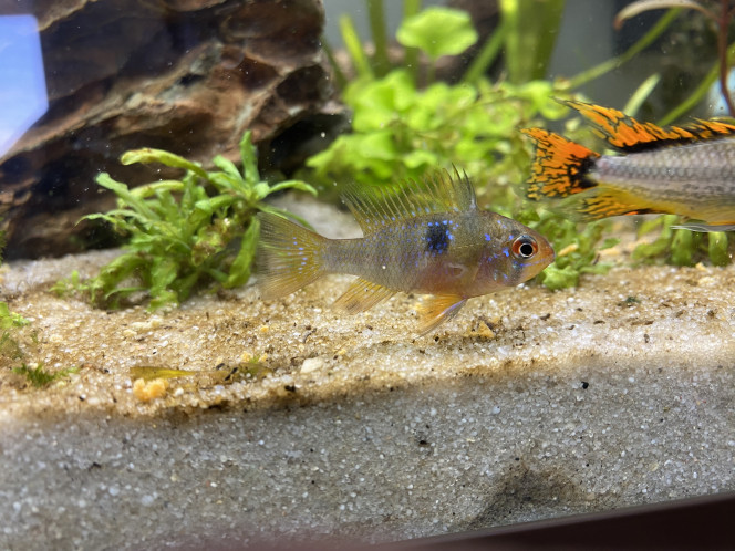 Photographie du post de Ghyos 