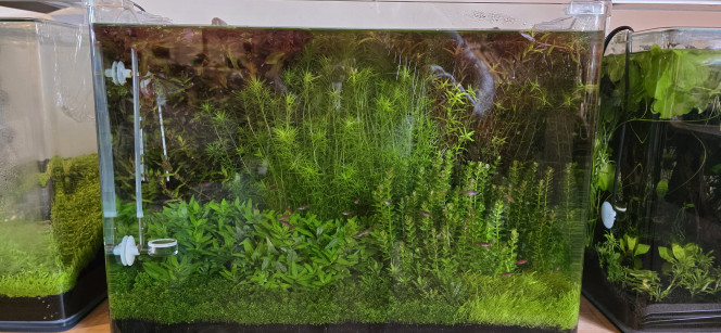 70l hollandais Bonjour tout le monde,
Grosse taille dans mon bac hollandais — il y en avait vraiment besoin !
Pour le moment, j’ai fait une coupe assez grossière. La prochaine sera plus précise : je vais travailler sur la délimitation des plantations afin d’obtenir une pousse plus esthétique et mieux structurée.
L’idée est de définir clairement chaque zone en laissant environ 1 à 1,5 cm entre les massifs, pour un rendu visuel plus homogène et discipliné.
La suite au prochain épisode ?