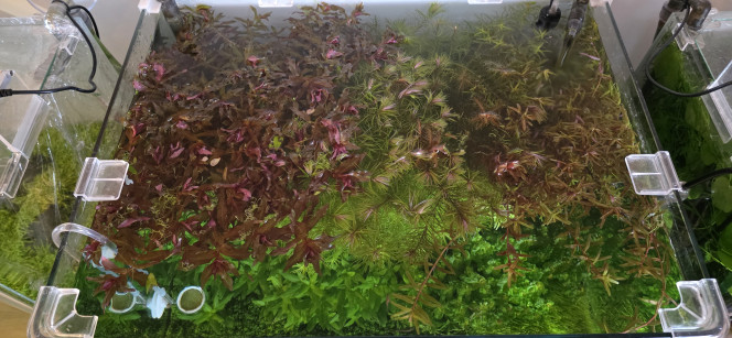 70l hollandais Bonjour tout le monde,
Grosse taille dans mon bac hollandais — il y en avait vraiment besoin !
Pour le moment, j’ai fait une coupe assez grossière. La prochaine sera plus précise : je vais travailler sur la délimitation des plantations afin d’obtenir une pousse plus esthétique et mieux structurée.
L’idée est de définir clairement chaque zone en laissant environ 1 à 1,5 cm entre les massifs, pour un rendu visuel plus homogène et discipliné.
La suite au prochain épisode ?