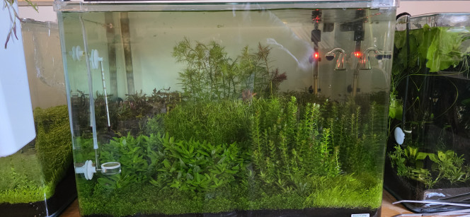 70l hollandais Bonjour tout le monde,
Grosse taille dans mon bac hollandais — il y en avait vraiment besoin !
Pour le moment, j’ai fait une coupe assez grossière. La prochaine sera plus précise : je vais travailler sur la délimitation des plantations afin d’obtenir une pousse plus esthétique et mieux structurée.
L’idée est de définir clairement chaque zone en laissant environ 1 à 1,5 cm entre les massifs, pour un rendu visuel plus homogène et discipliné.
La suite au prochain épisode ?