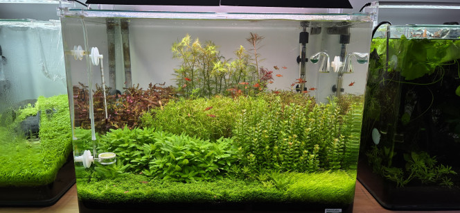 70l hollandais Bonjour tout le monde,
Grosse taille dans mon bac hollandais — il y en avait vraiment besoin !
Pour le moment, j’ai fait une coupe assez grossière. La prochaine sera plus précise : je vais travailler sur la délimitation des plantations afin d’obtenir une pousse plus esthétique et mieux structurée.
L’idée est de définir clairement chaque zone en laissant environ 1 à 1,5 cm entre les massifs, pour un rendu visuel plus homogène et discipliné.
La suite au prochain épisode ?