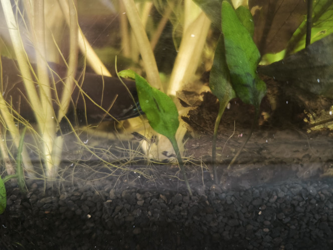 MAJ Premier nourrissage par la femelle avec des oeufs non fécondés (pas d'histoire de mucus mais bien des oeufs) et toujours une farouche garde par le papa, les alevins commence la nage libre et prennent des couleurs.
Ça m'a aussi permis de sexer mes poissons avec certitude (c'est pas facile de trouver des infos fiables a ce sujet)