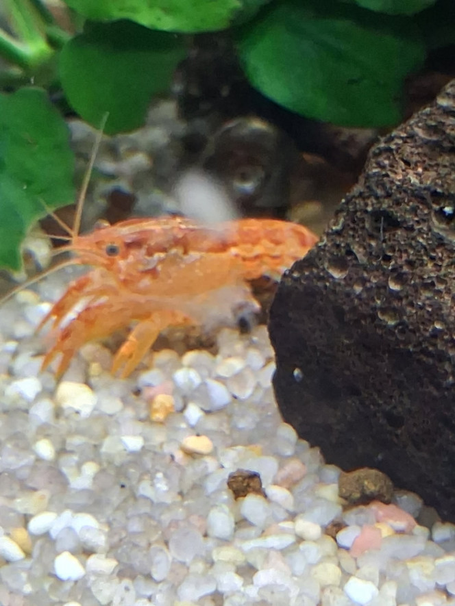 Photographie du post de PORTELLI 