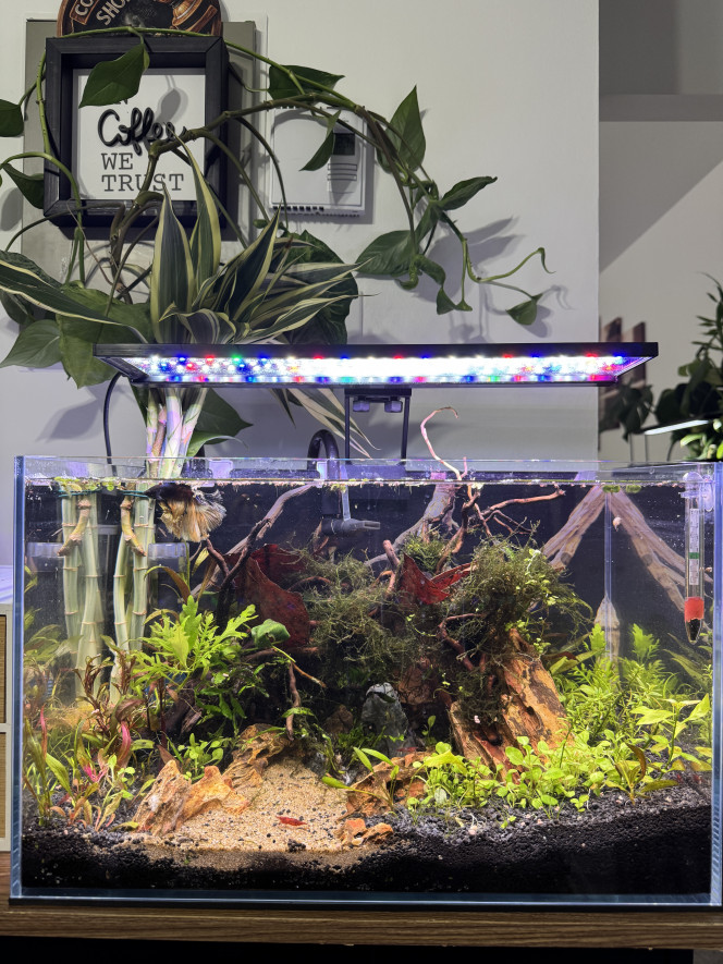 Aqua Japan Rimless Ultra Clear Shallow 45 Aquarium 