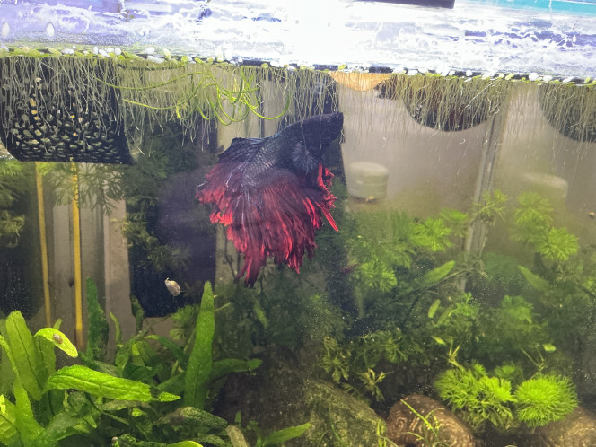 Photographie du post de Sento 