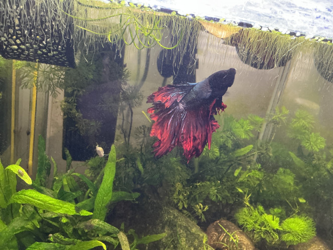 Photographie du post de Sento 