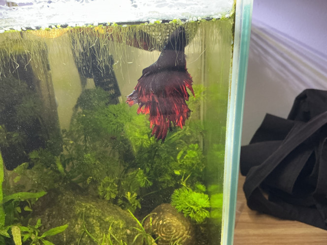 Photographie du post de Sento 