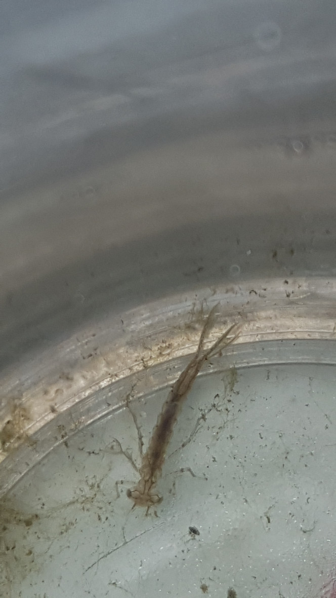 Photographie du post de Afra17 