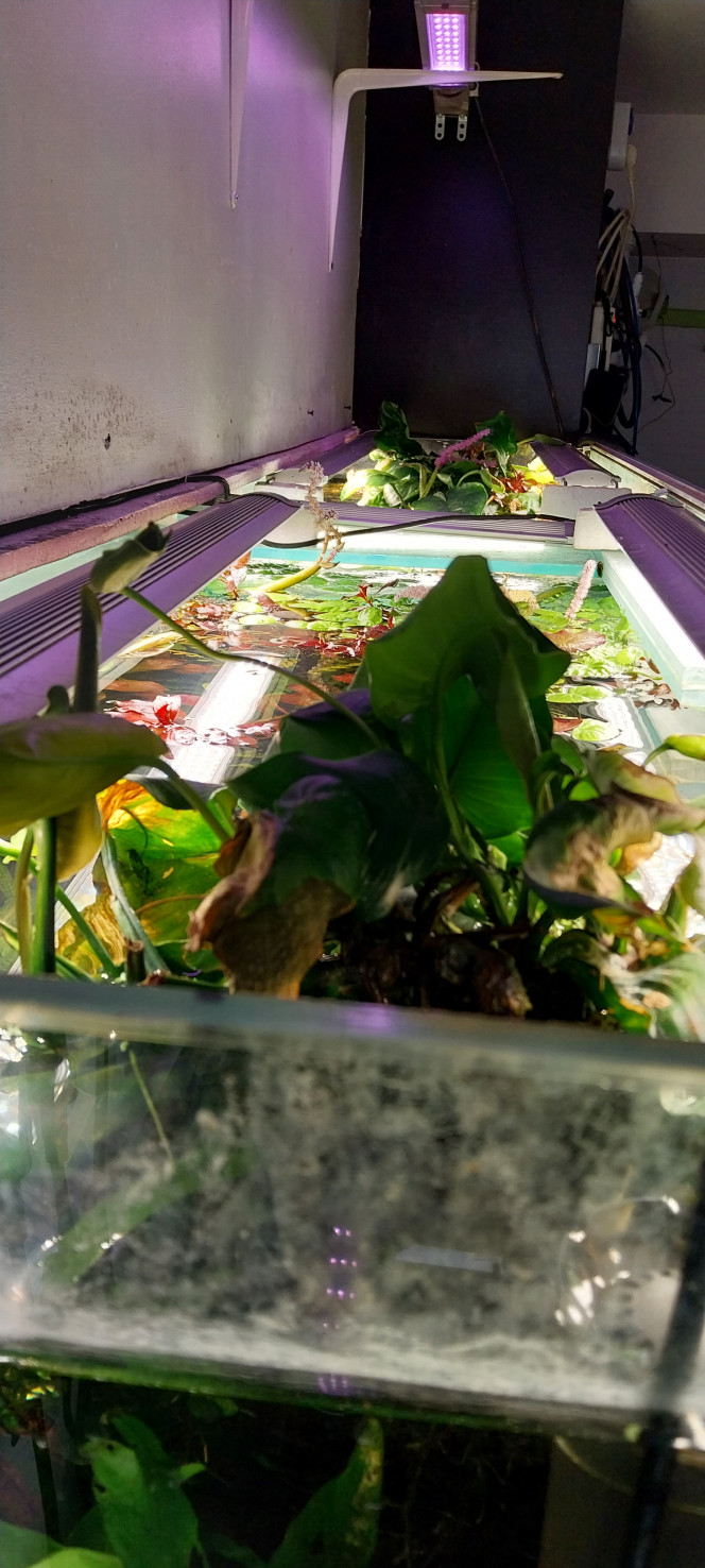 Photographie du post de STK54 