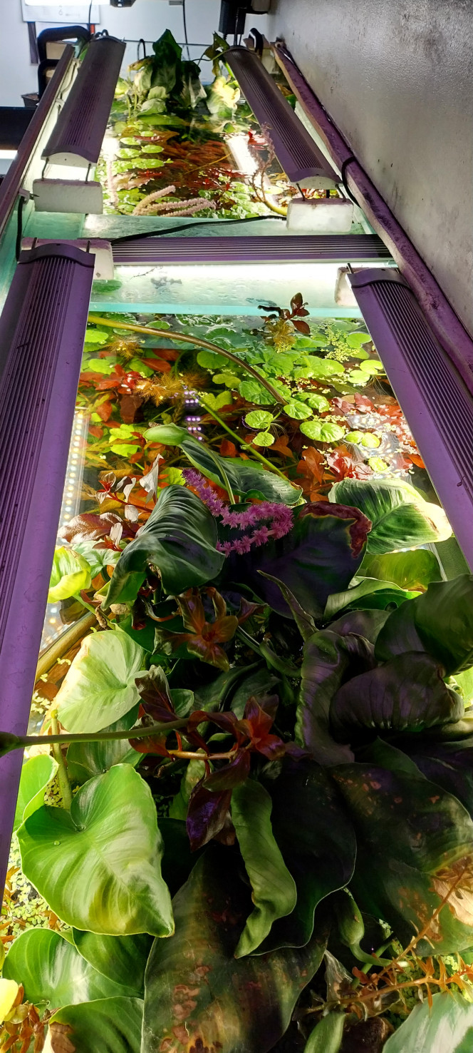 Photographie du post de STK54 