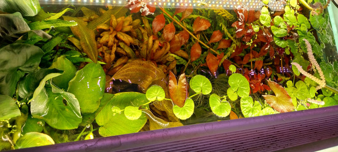 Photographie du post de STK54 