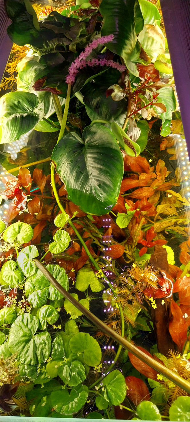 Photographie du post de STK54 