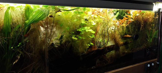 Photographie du post de STK54 