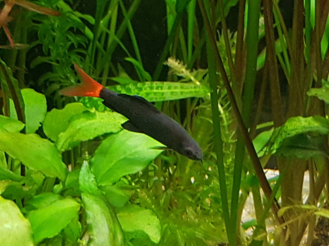 Photographie du post de NEGUS69 