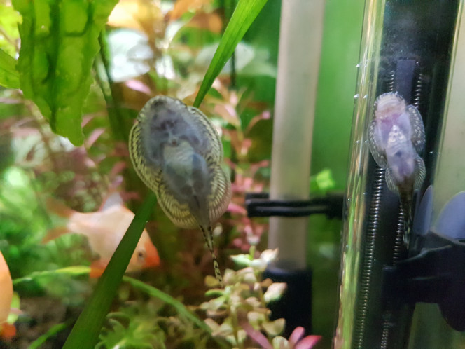 Photographie du post de NEGUS69 