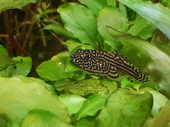 Photographie du post de NEGUS69 