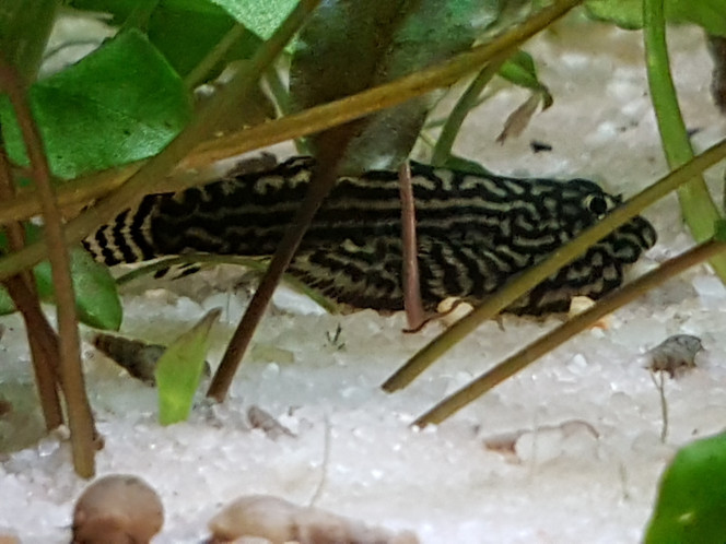 Photographie du post de NEGUS69 