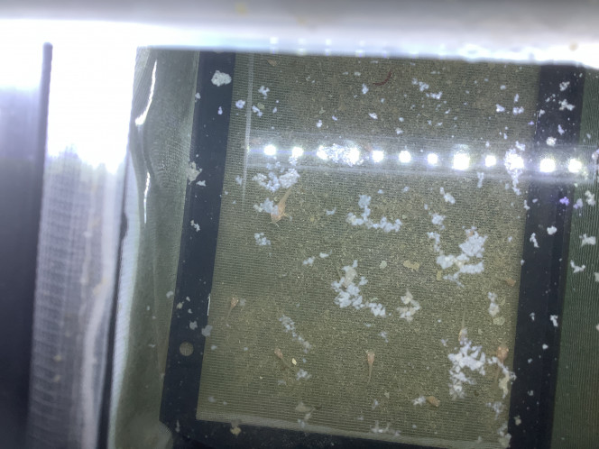 Photographie du post de Juwel78 