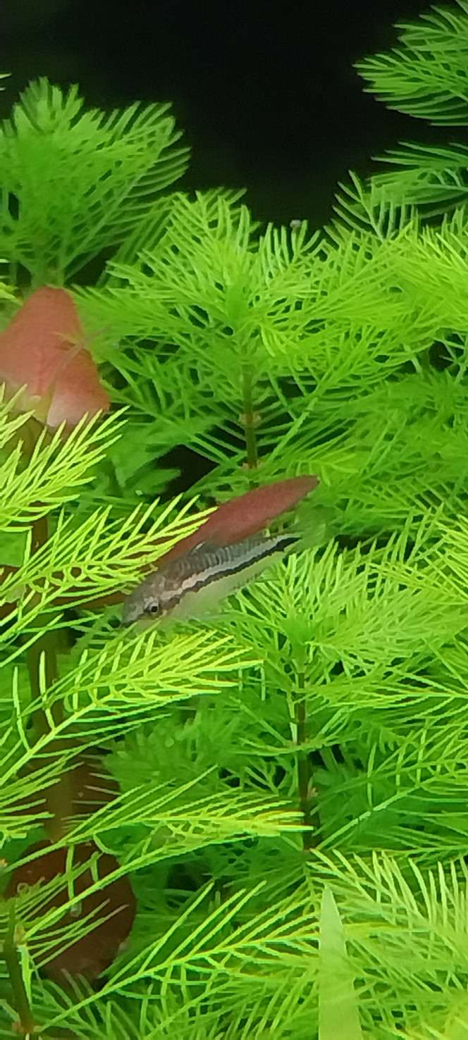 Photographie du post de STK54 