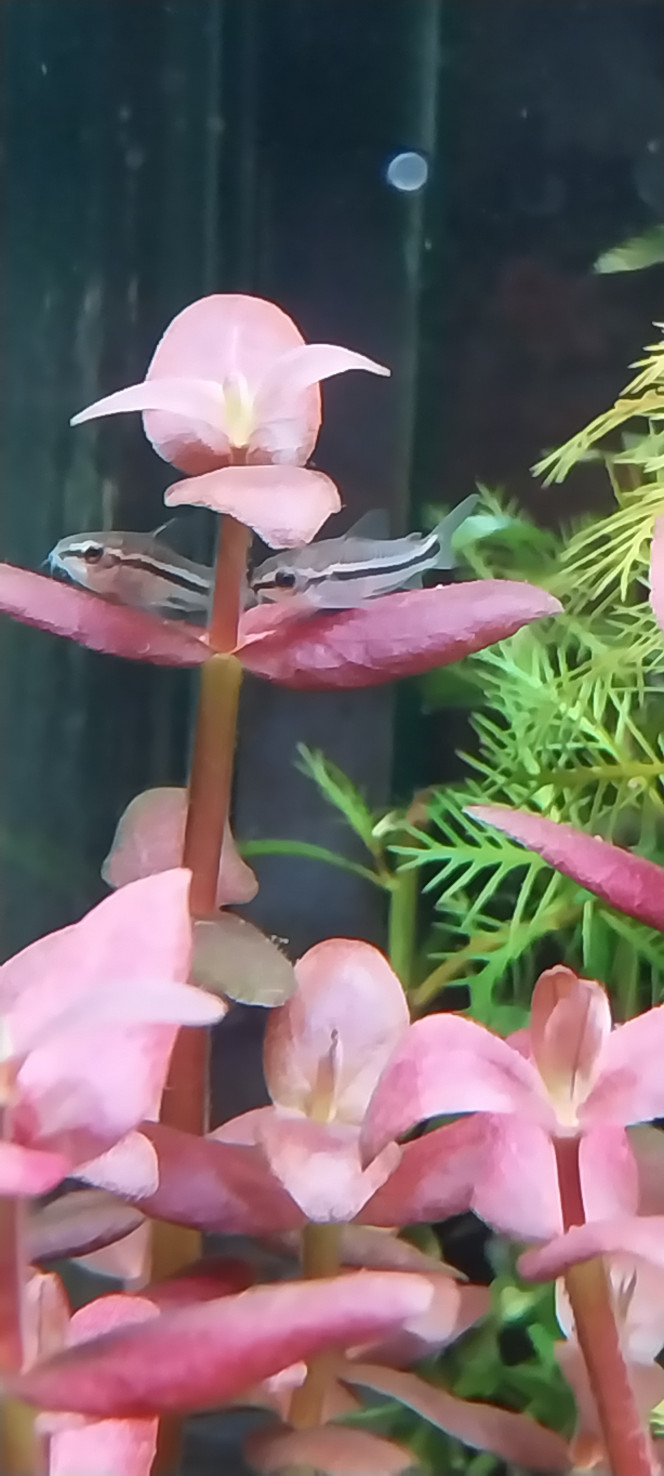 Photographie du post de STK54 